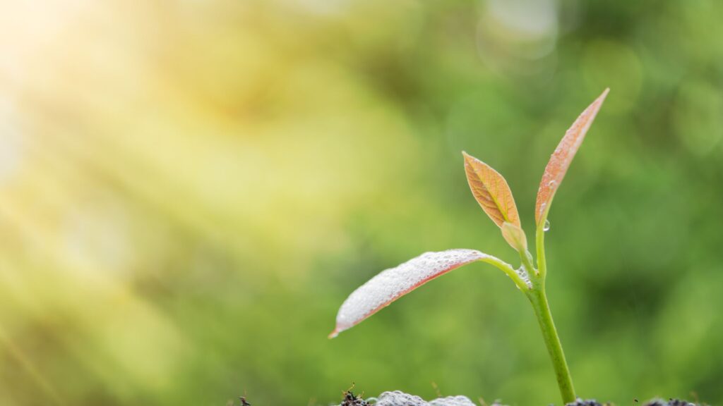 新事業進出補助金
